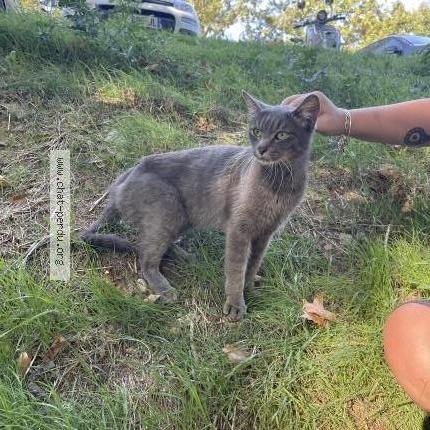 Photo 1/1 Found cat Found in Carcassonne