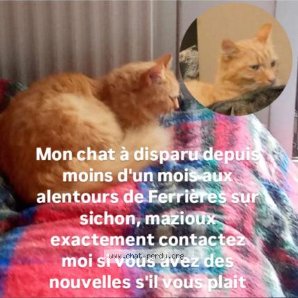 Photo 1/1 Amé Chat lost in Mazioux