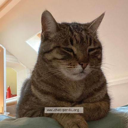 Photo 1/1 tIGRIS Chat lost in Coutras