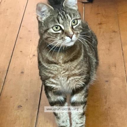 Photo 1/1 FANTA Chat lost in Lugrin