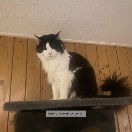 Foto 1/1 Wiedergefundene Katze Verloren in Le Paquier