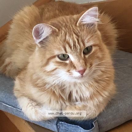 Photo 1/1 Tigrou Chat lost in Gap