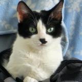 Picture of cat lost at Strasbourg