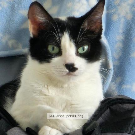 Photo 1/1 PRADA Chat lost in Strasbourg