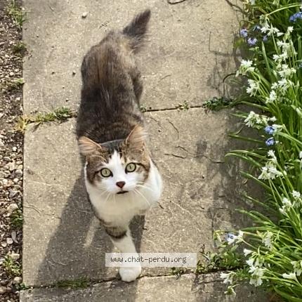 Photo 1/1 FOLY Chat lost in Villeneuve le roi