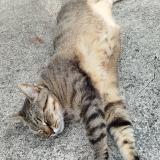 Picture of cat lost at Rive De Gier