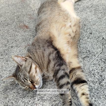 Photo 1/1 Pop Chat lost in Rive de gier