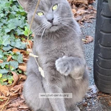 Photo 1/1 Found cat Found in Limeil brevannes