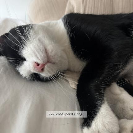 Photo 1/1 Raoul Chat lost in Lille