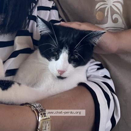 Photo 1/1 Minouche Chat lost in Brumath