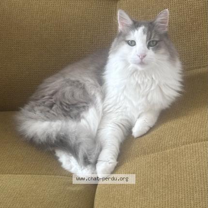 Photo 1/1 Crebis Chat lost in Port vendres