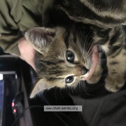 Photo 1/1 Found cat Found in Coulommiers