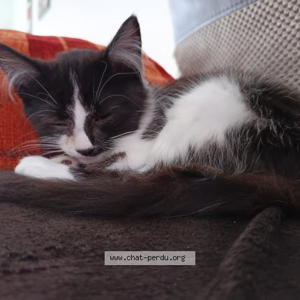 Photo 1/1 Oréo Chat lost in Les eparres