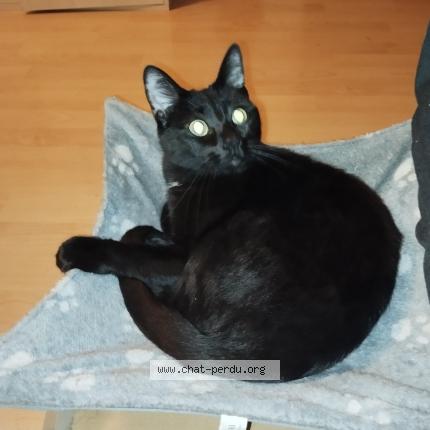 Photo 1/1 Oliver Chat lost in Annecy