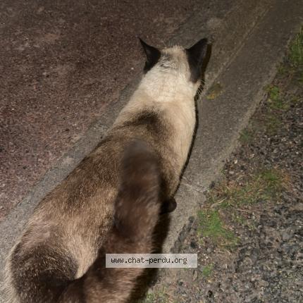 Photo 1/1 Found cat Found in Saint jean de mont