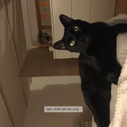 Photo 1/1 Salem Chat lost in Narbonne