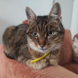 Picture of cat found at Cambrai