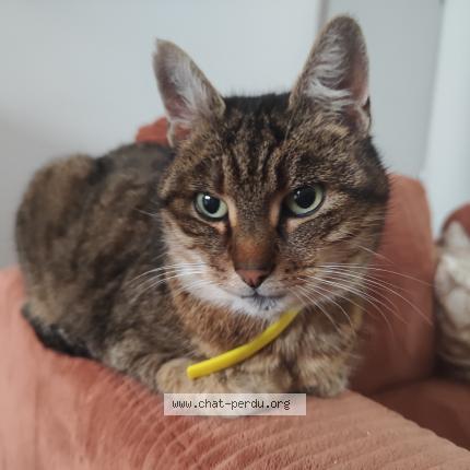 Photo 1/1 Found cat Found in Cambrai