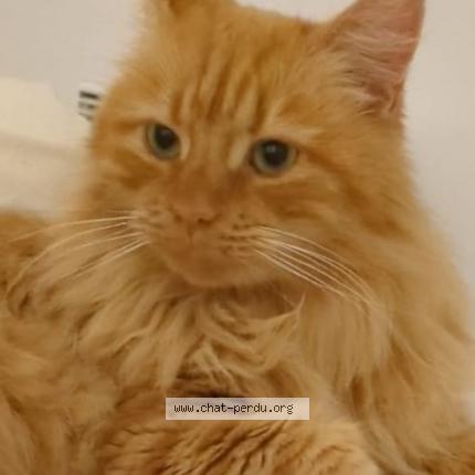 Photo 1/1 Tyrion Chat lost in Izon