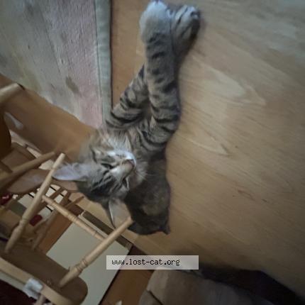 Photo 1/1 Cookie Chat lost in Thornton