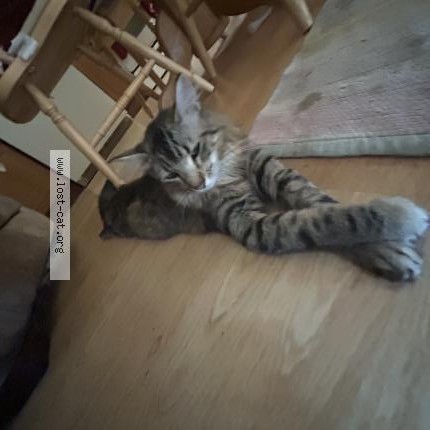 Photo 1/1 Cookie Cat lost in Thornton