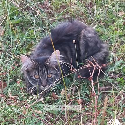 Photo 1/1 Princesse Chat lost in Blaye les mines