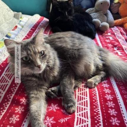 Photo 1/1 Molly Chat lost in Meudon