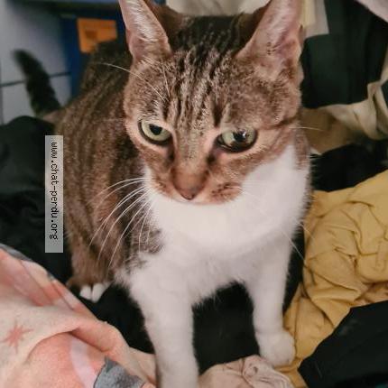 Photo 1/1 Found cat Found in Pamiers