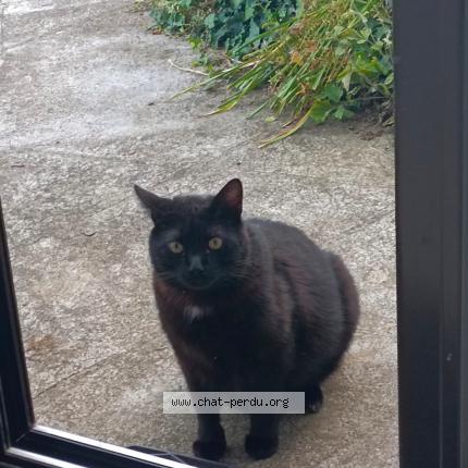 Photo 1/1 Tequila Chat lost in Broons