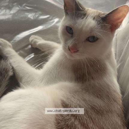 Photo 1/1 Yuna Chat lost in Nancy