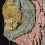 Picture of cat found at Tourcoing