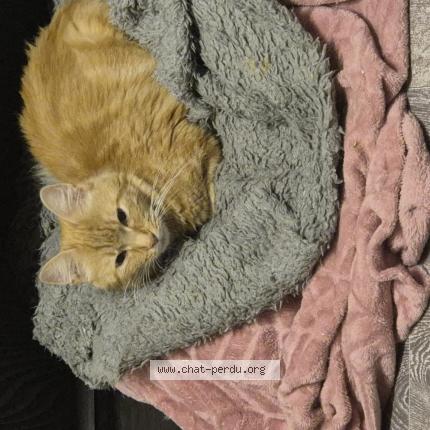 Photo 1/1 Found cat Found in Tourcoing