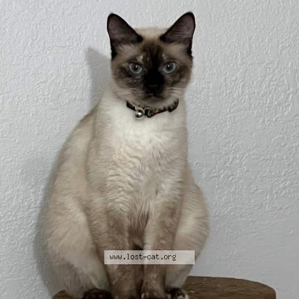 Photo 1/1 Salem Chat lost in Tampa