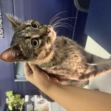 Picture of cat found at Fuenlabrada