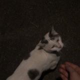 Picture of cat found at Pont A Mousson