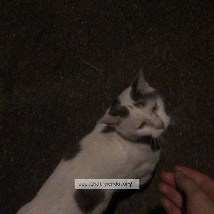 Photo 1/1 Found cat Found in Pont a mousson