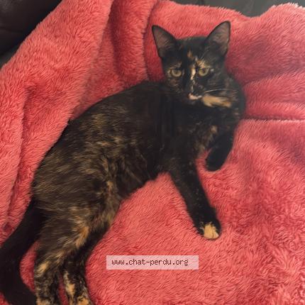 Photo 1/1 Choupette Chat lost in Saint caprais de bordeaux