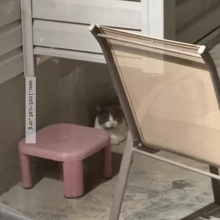 Photo 1/1 Found cat Found in Mason