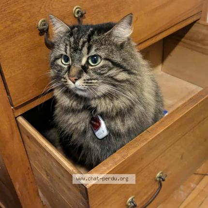 Photo 1/1 Noumi Chat lost in Montreal