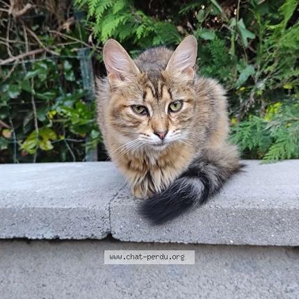 Photo 1/1 Cat reunited Found in Lalandelle