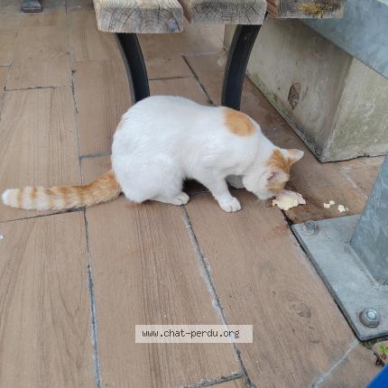 Photo 1/1 Found cat Found in Lompret