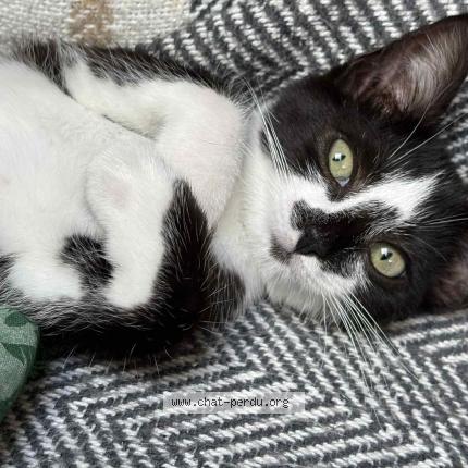 Photo 1/1 Happy Chat lost in Saint quentin