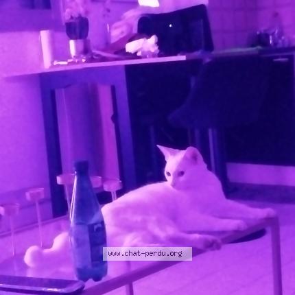 Photo 1/1 tanjaoui harfi ghizlane Chat lost in Frejus