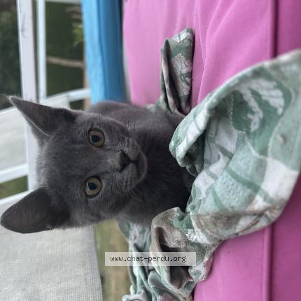 Photo 1/1 Aïko Chat lost in Villemade