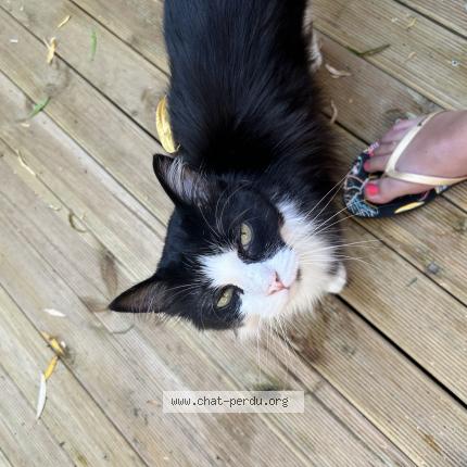 Photo 1/1 Rom&eacute;o Chat lost in Nesles la vallee