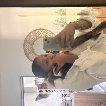 Photo 1/1 Vahina Chat lost in Toulouse