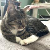 Picture of cat lost at Saint Nazaire