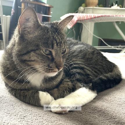 Photo 1/2 Obi-Wan Chat lost in Saint nazaire