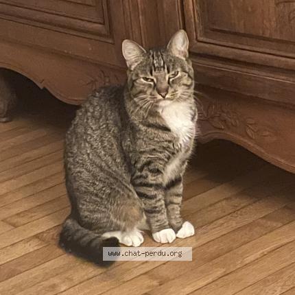 Photo 2/2 Obi-Wan Chat lost in Saint nazaire