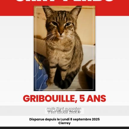 Photo 1/1 Gribouille Chat lost in Cierrey